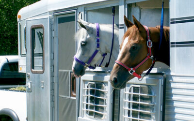 Tips for Hauling and Showing in the Hot Weather