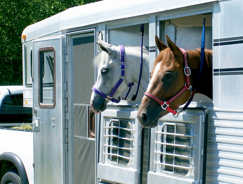 Tips for Hauling and Showing in the Hot Weather